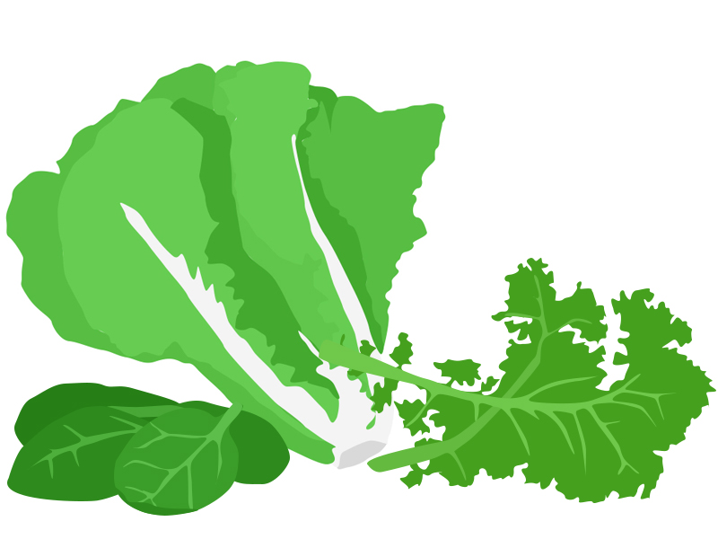 Kale clipart spinach leaves pencil and in color kale jpg