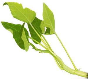 Water spinach clipart clipartxtras jpeg
