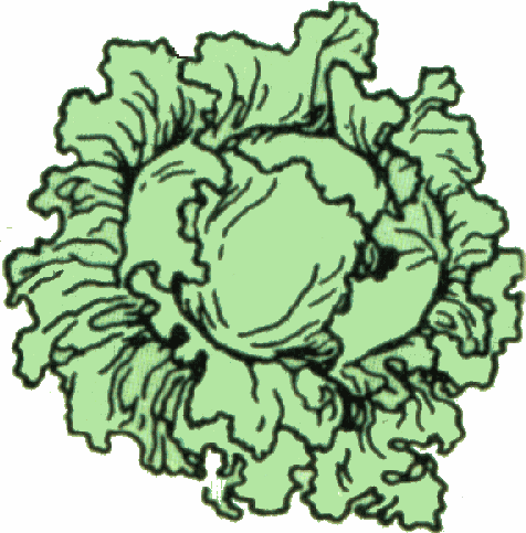 spinach Clip art lettuce free clipart images gif
