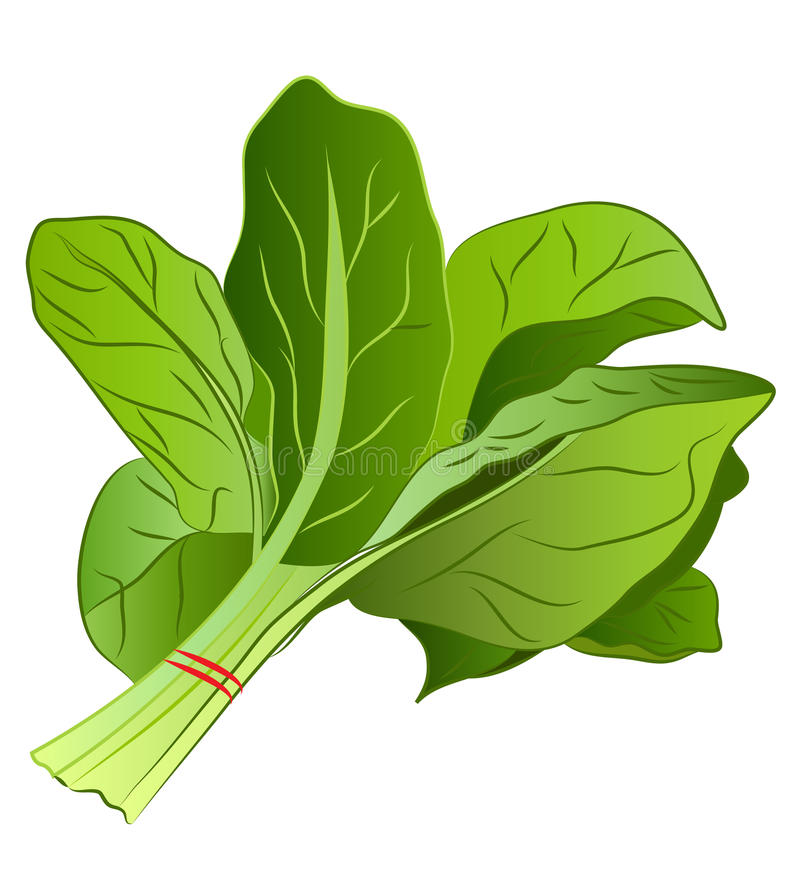 Free spinach clipart jpg 2.