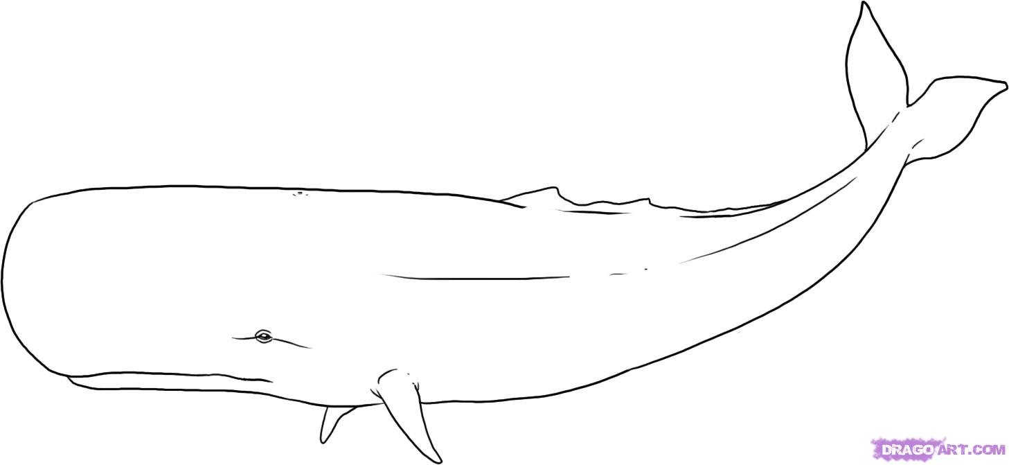 whale outline Humpback whale clipart coloring page pencil and in ...