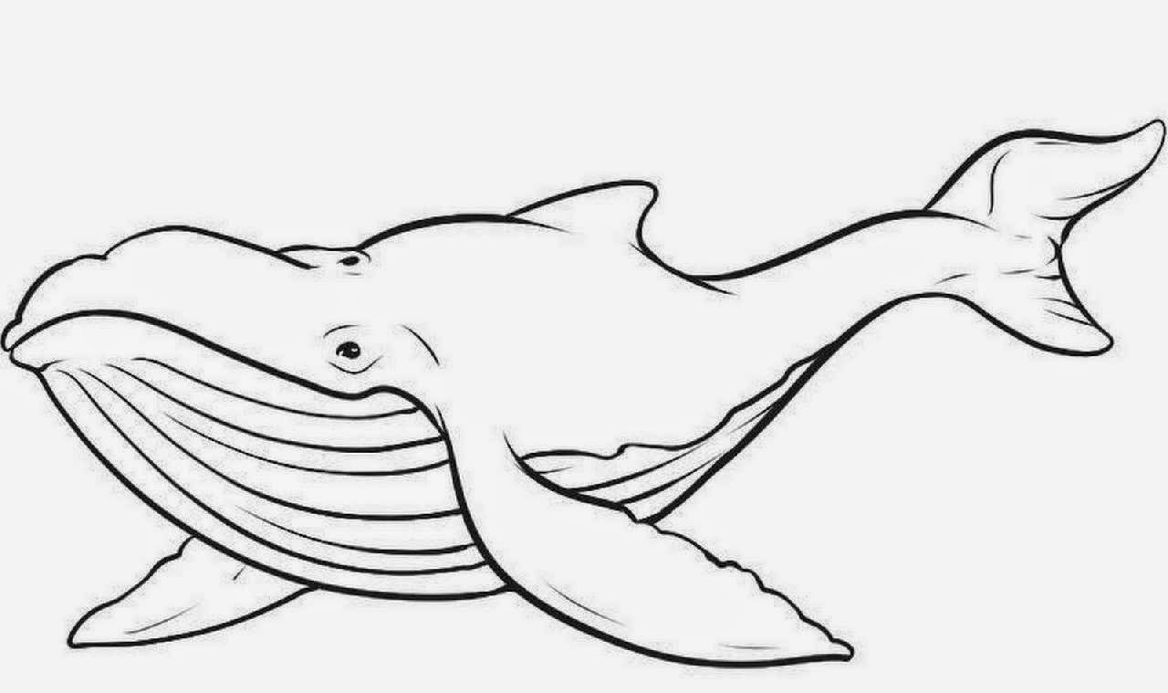 Whale outline template jpg Clipartix