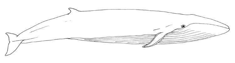 whale outline Types of whale species jpg