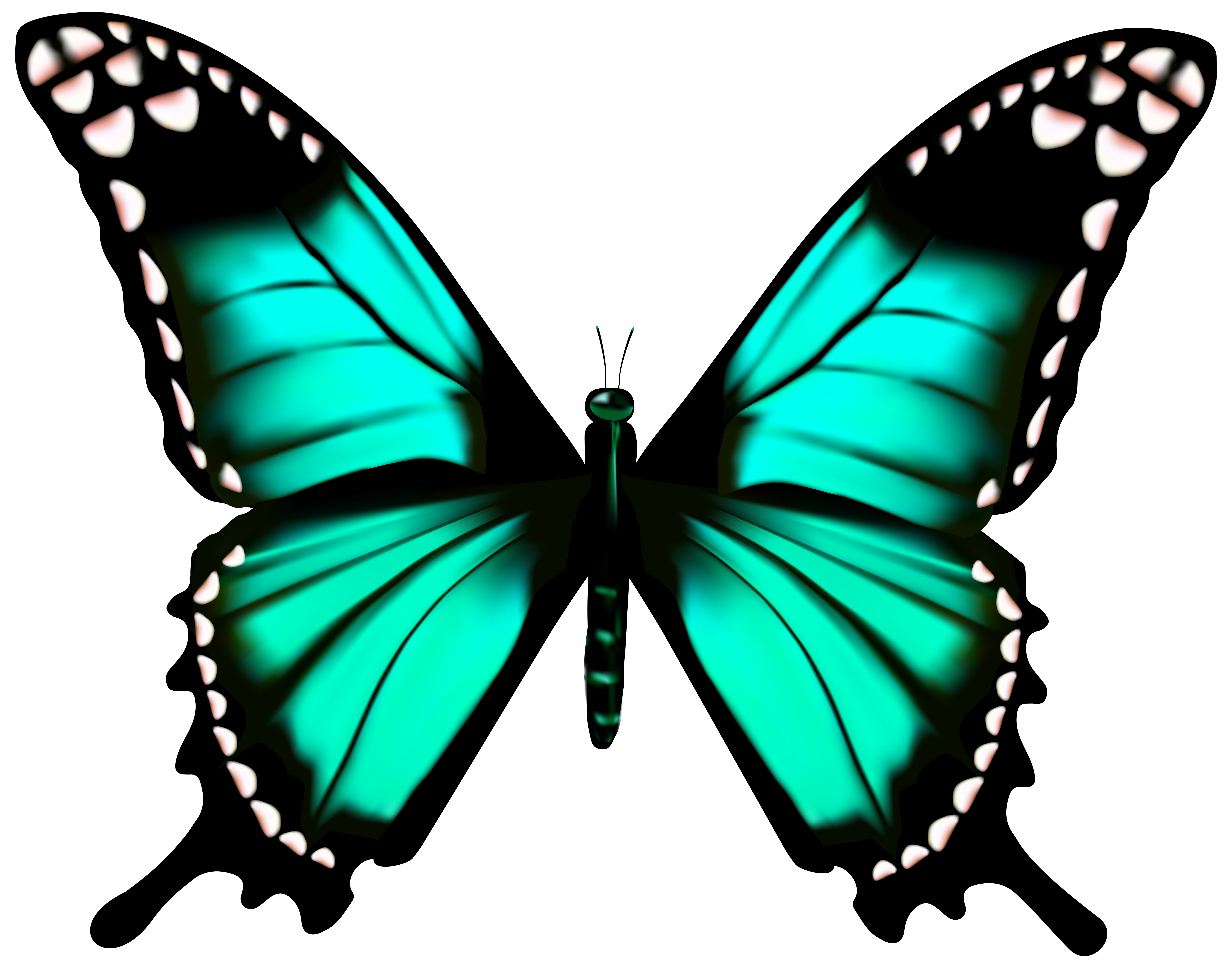 Clipart transparent butterfly