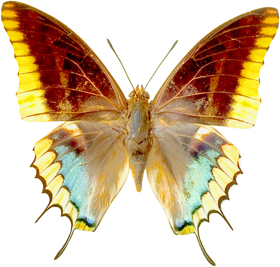 butterfly transparent Transparent butterfly clipart gallery yopriceville high png 2