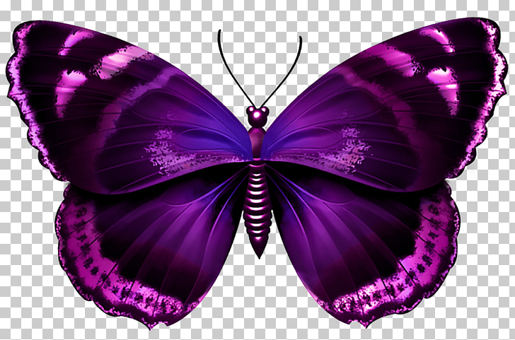 butterfly transparent Butterfly purple transparent purple butterfly jpg