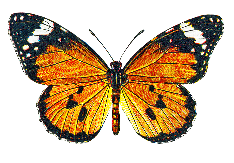 Butterfly transparent clipart clipground png