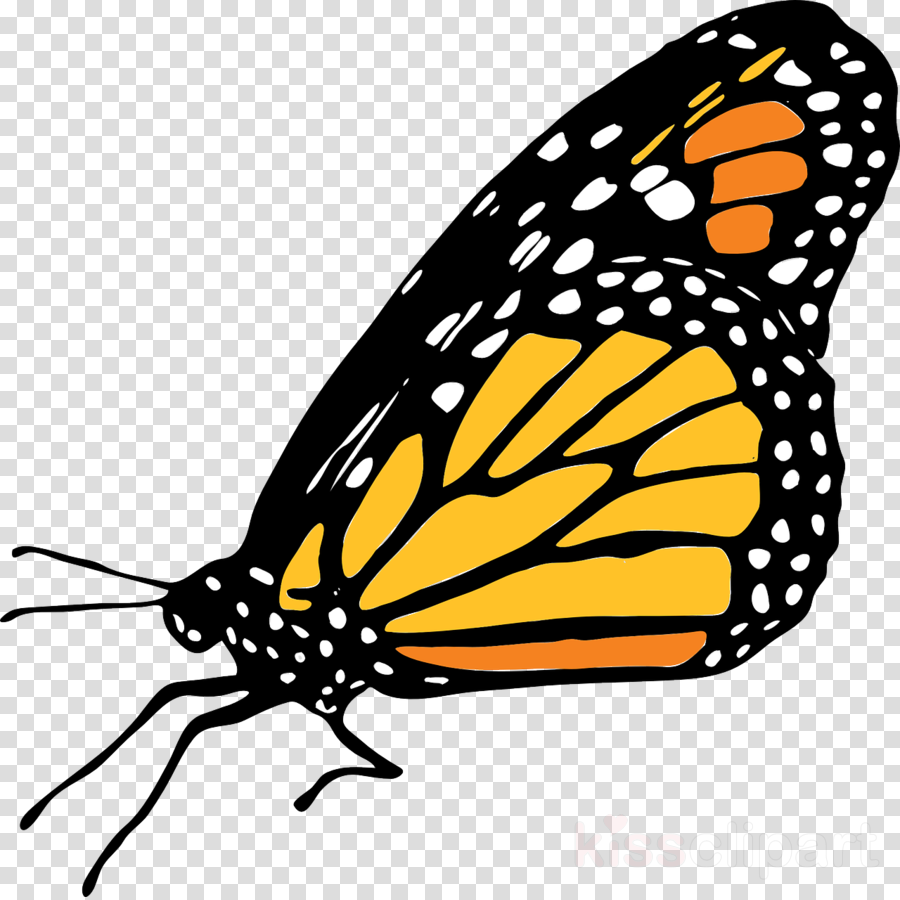 butterfly transparent Butterfly line wing transparent image  png