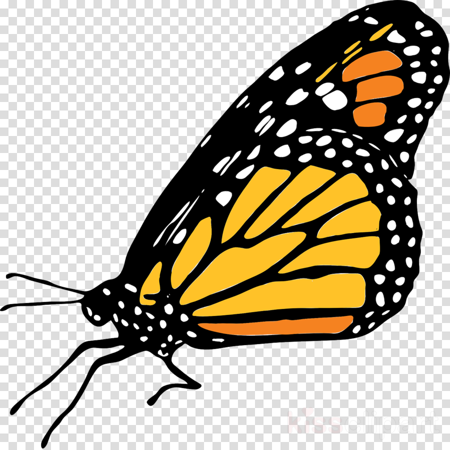 Free Free 133 Transparent Butterfly Svg Free SVG PNG EPS DXF File