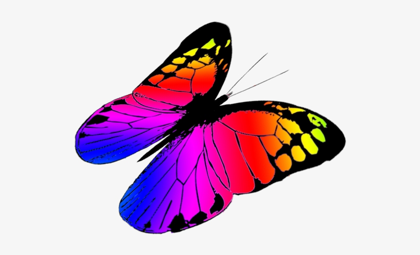 butterfly transparent Monarch butterfly clipart three colorful butterflies flying png