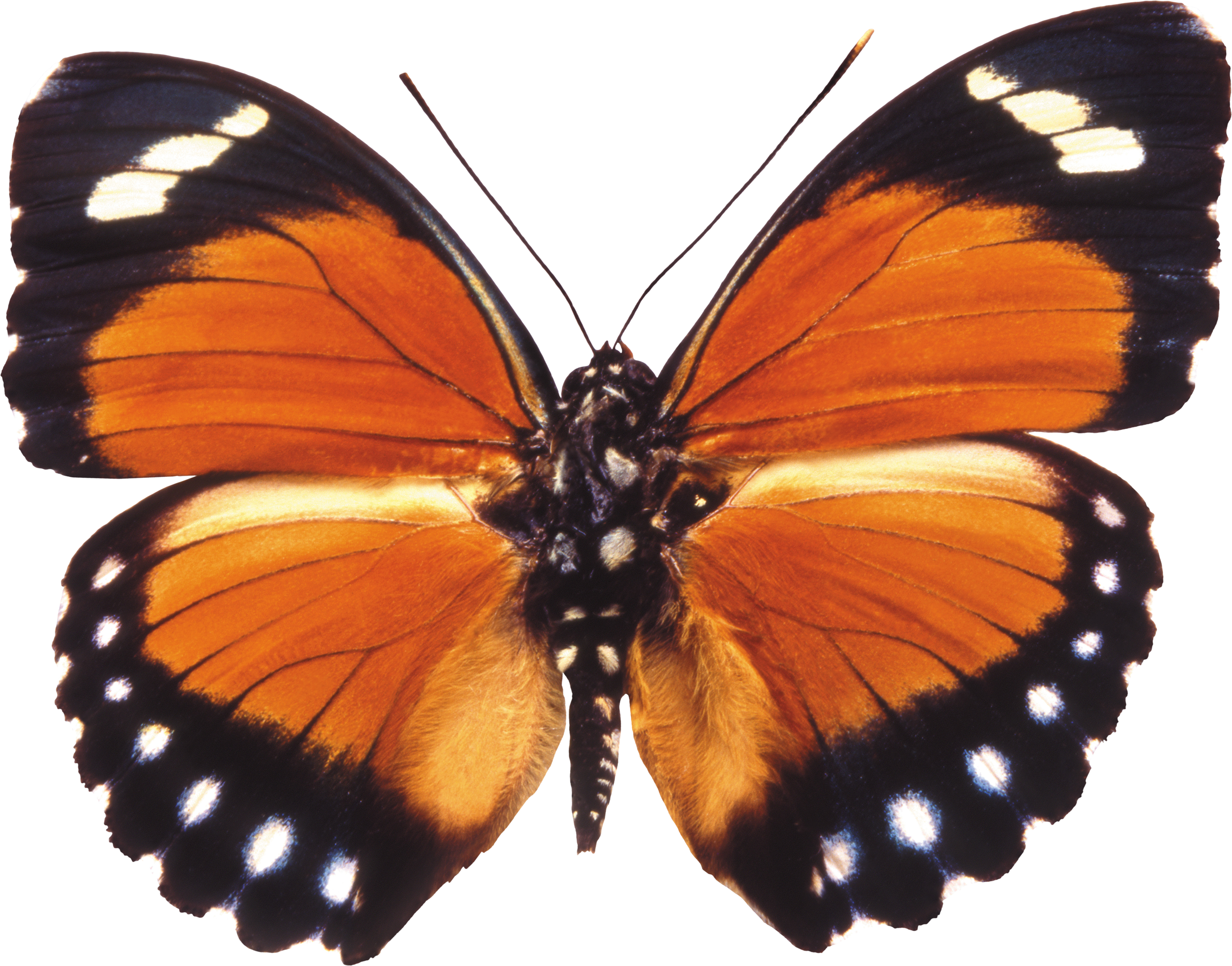 Butterfly transparent pictures free icons and backgrounds png 4