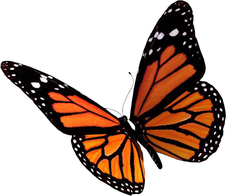 Butterfly transparent pictures free icons and backgrounds png
