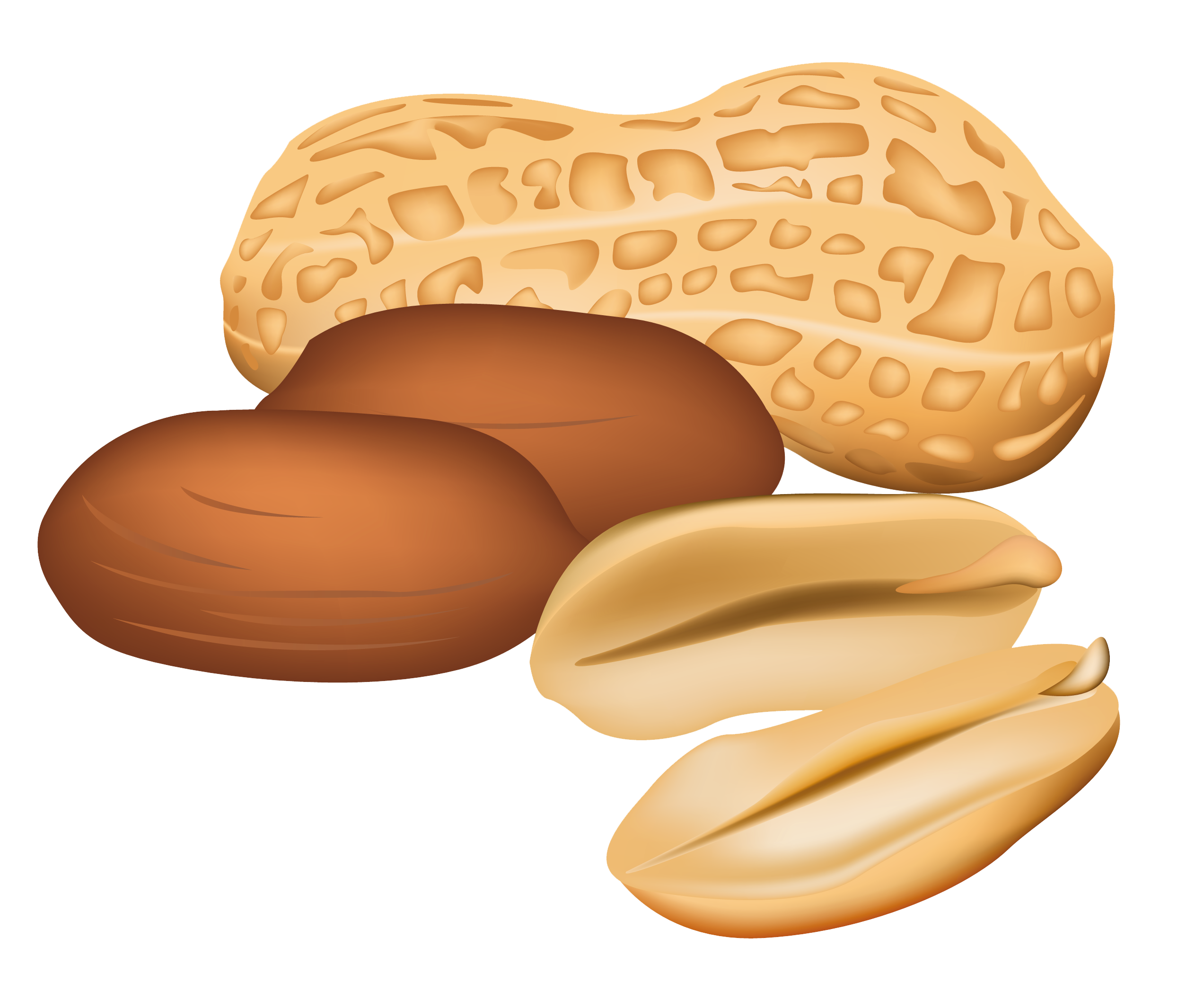 Free peanut cliparts download clip art on png