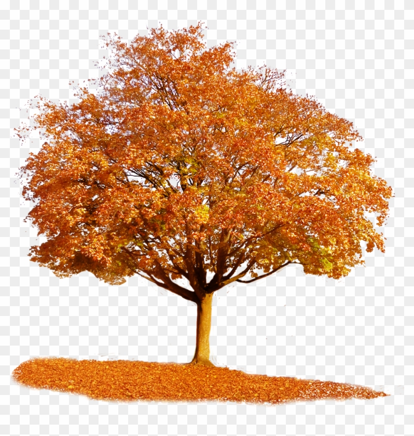 fall tree Autumn tree free  png