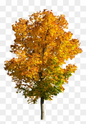 Fall trees clipart tree autumn free transparent png
