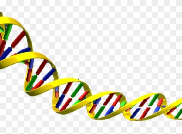 Science clipart dna double helix free transparent png