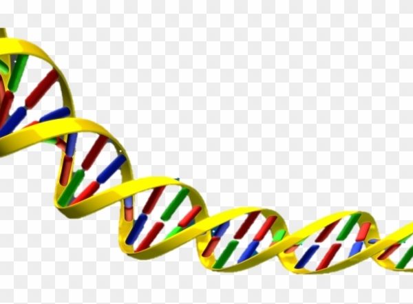 Science Clipart Dna Double Helix Free Transparent Png Clipartix