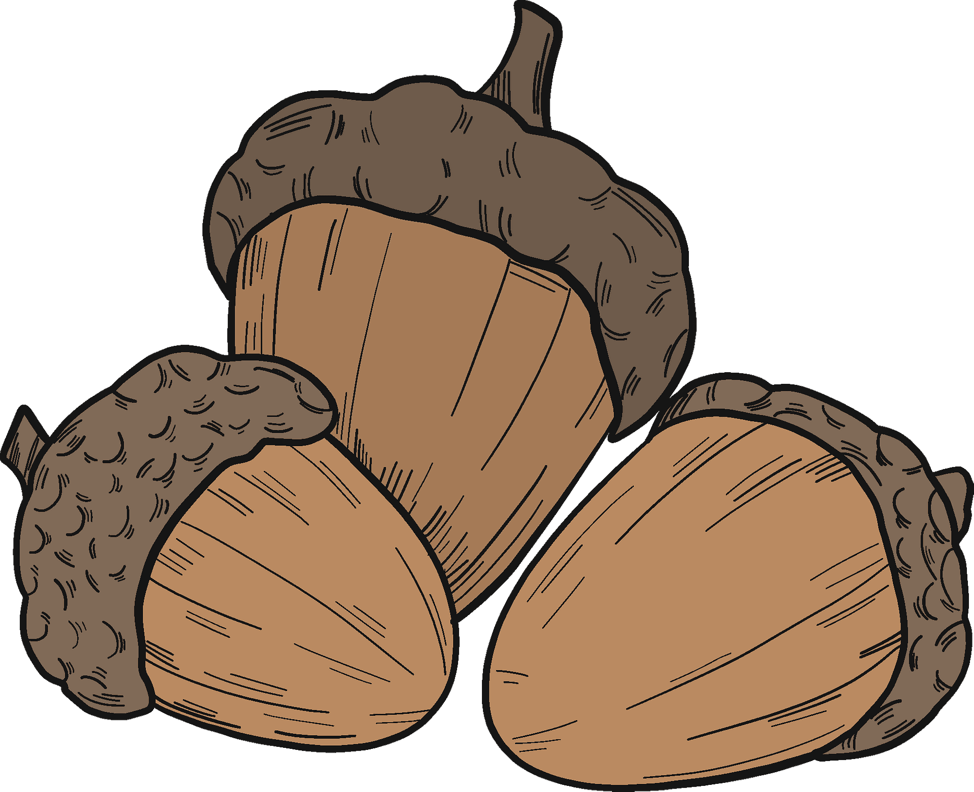 Acorn clipart background plants acorn