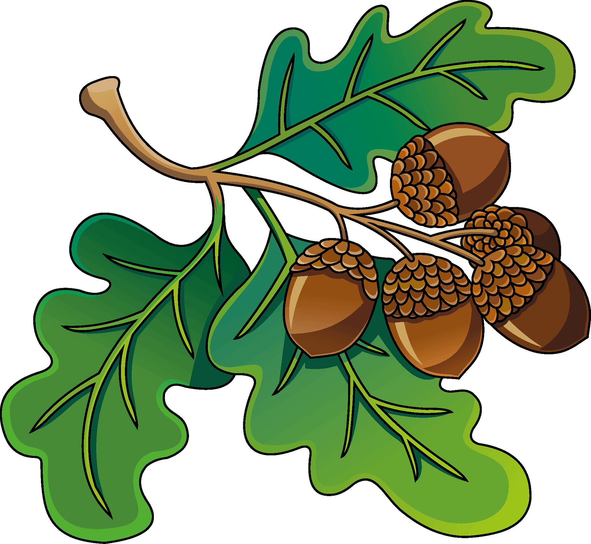 Acorn clipart clip art oak acorn forest