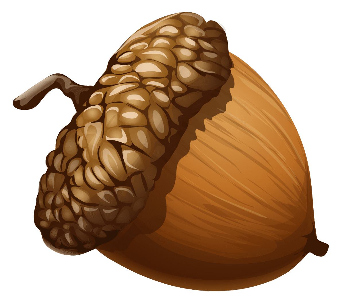 Acorn clipart picture painting photo