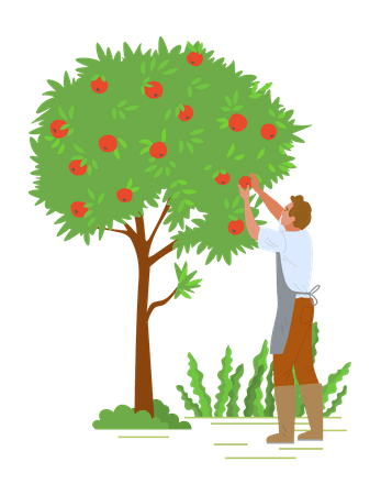 Apple tree best young man pick up fruit from clipart picture