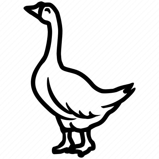 Bird domestic duck goose waterfowl clipart background