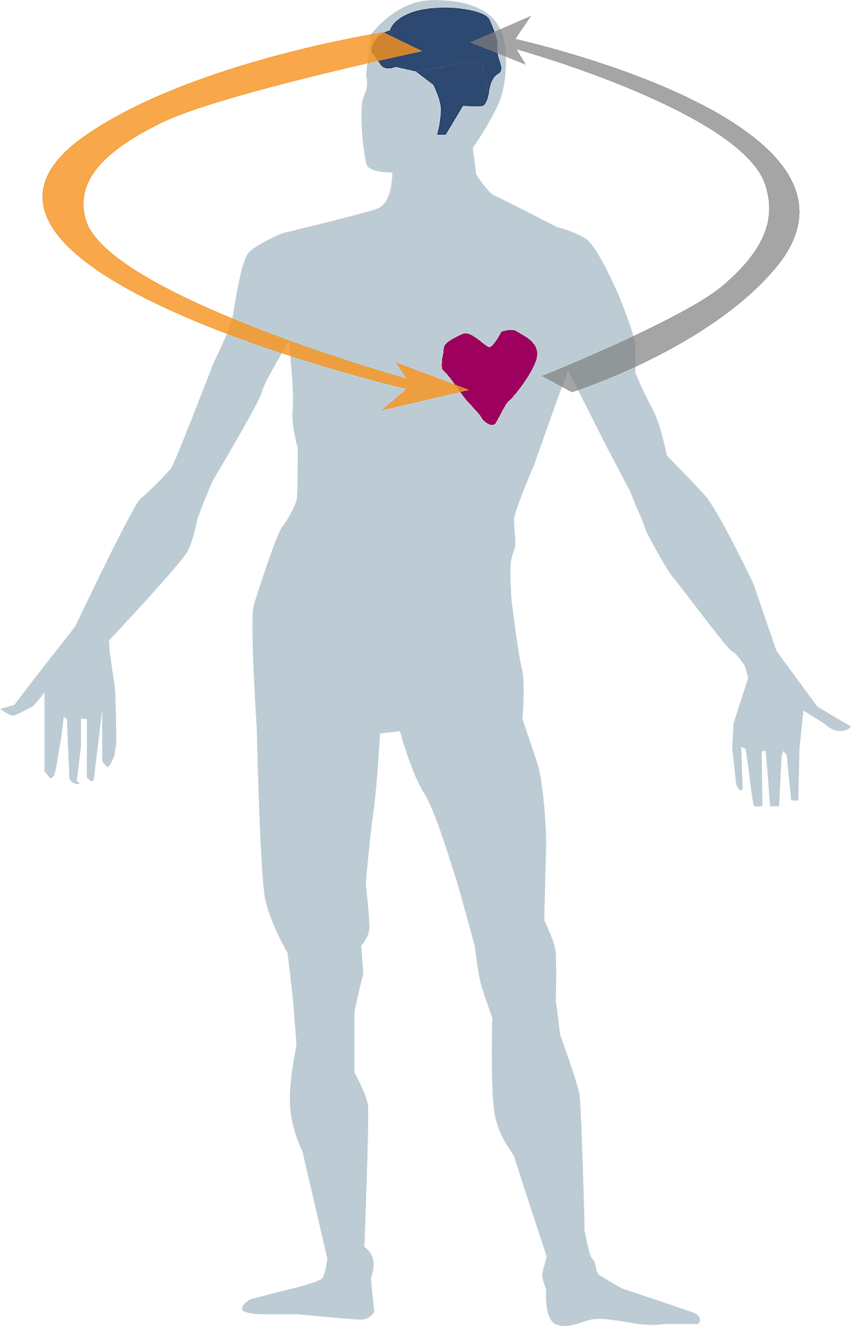 Body heart clipart picture