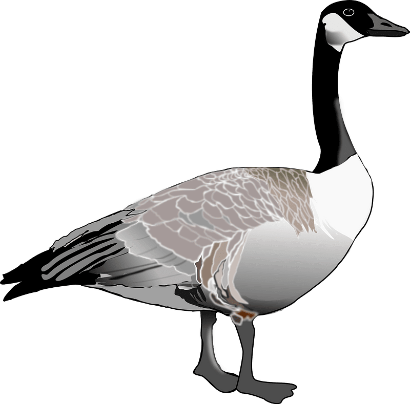 Canada goose clipart logo