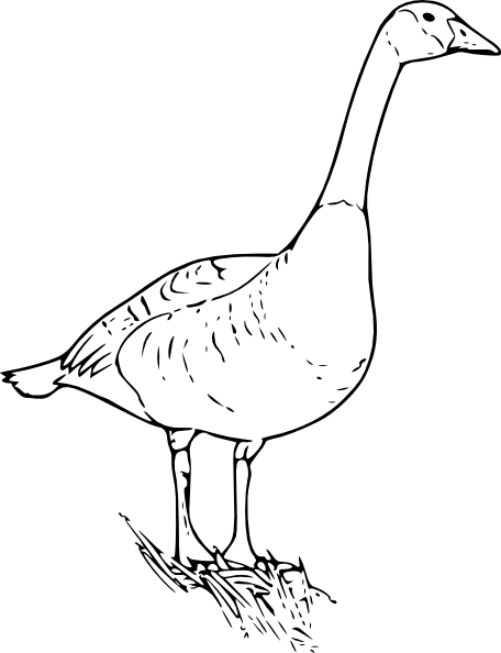 Canada goose clipart vector
