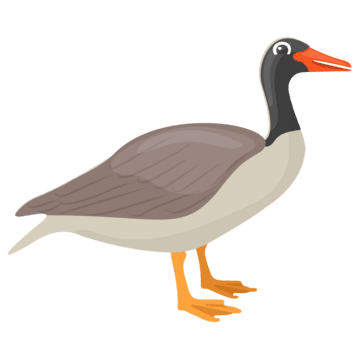 Canadian goose having red beak is beautiful bird clipart image