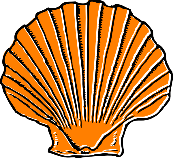 Cartoon sea shell clipart best free