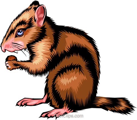 Chipmunk vector clipart illust rat ion anim
