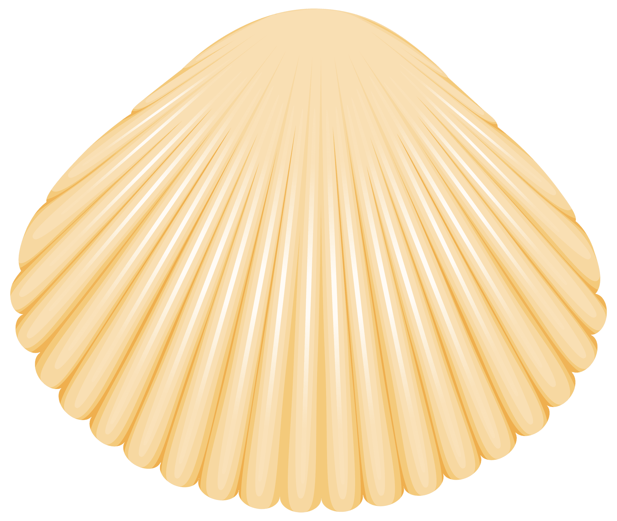 Clam shell clipart best transparent