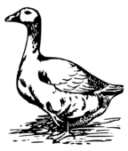 Clipart goose by papapishu image – Clipartix