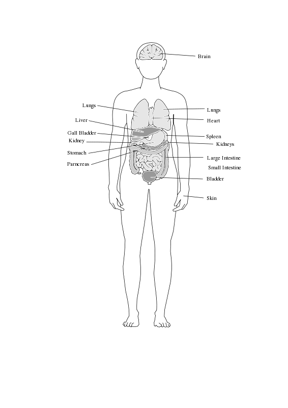 Clipart human body organs by ozhank image