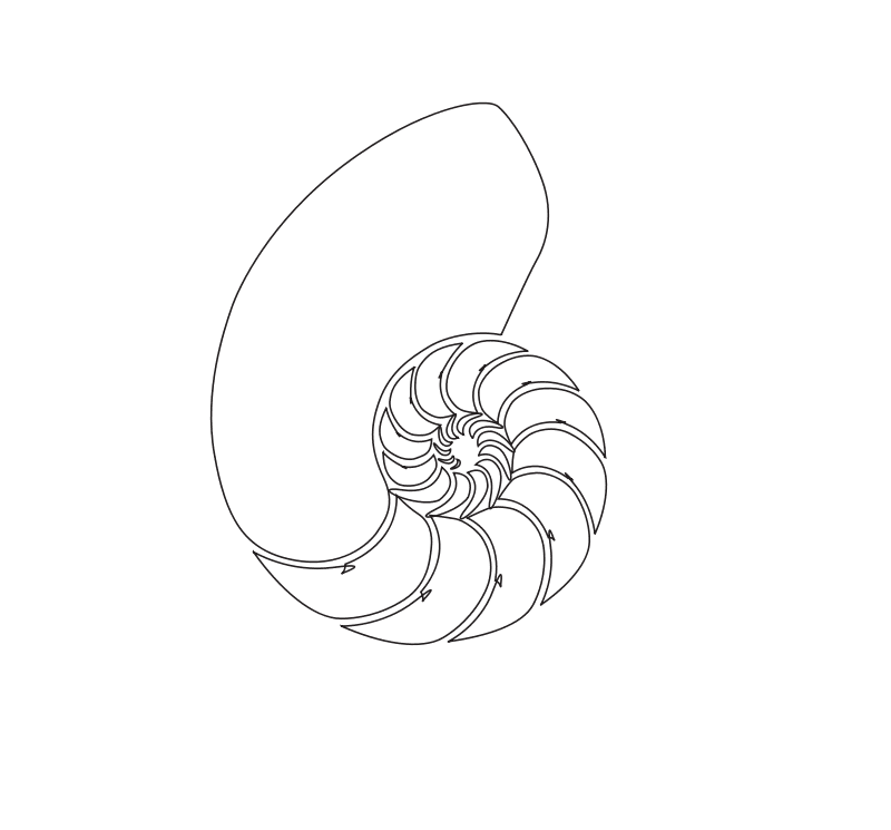 Clipart nautilus shell by dllc photo