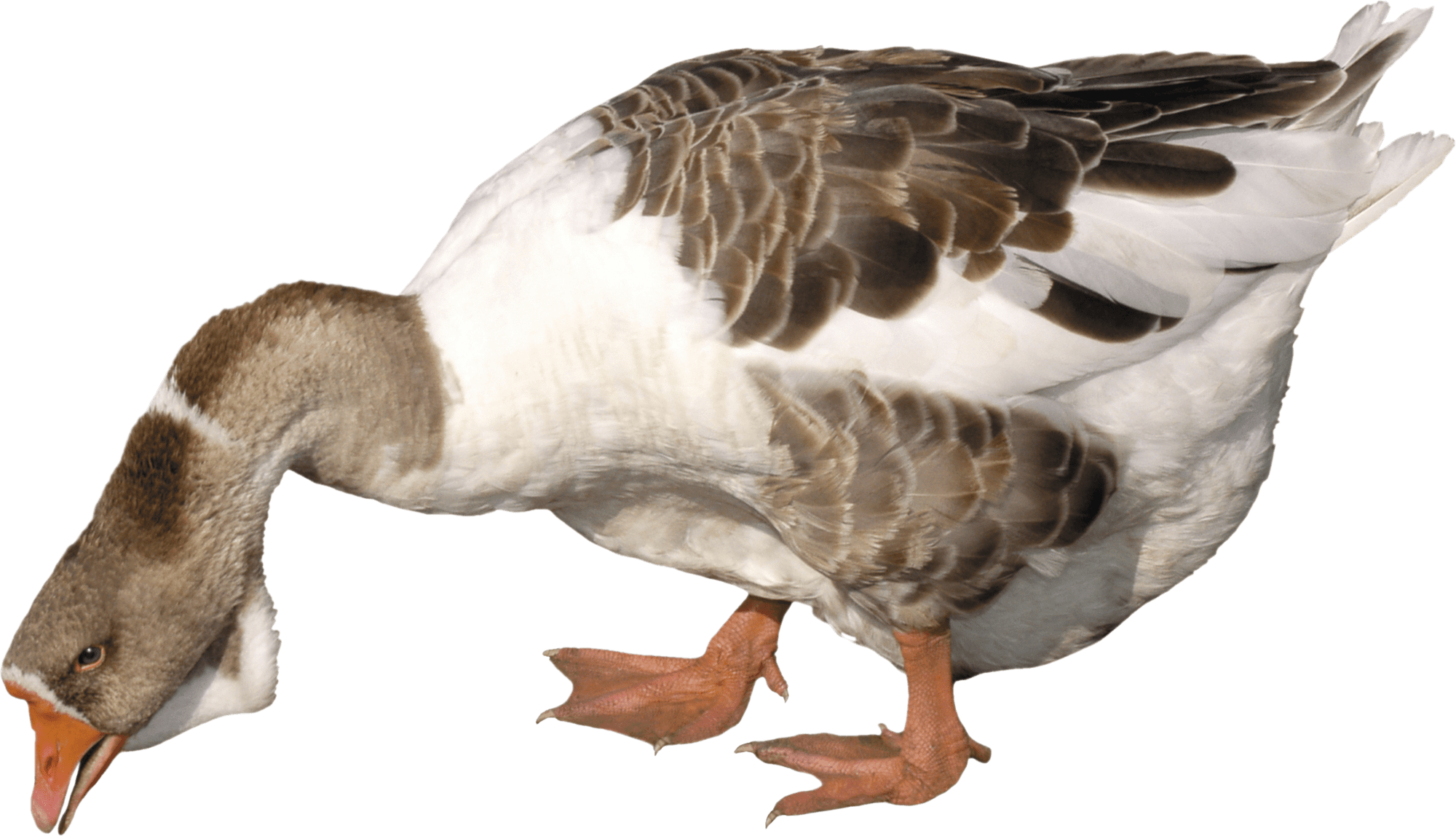 Collection clipart goose background