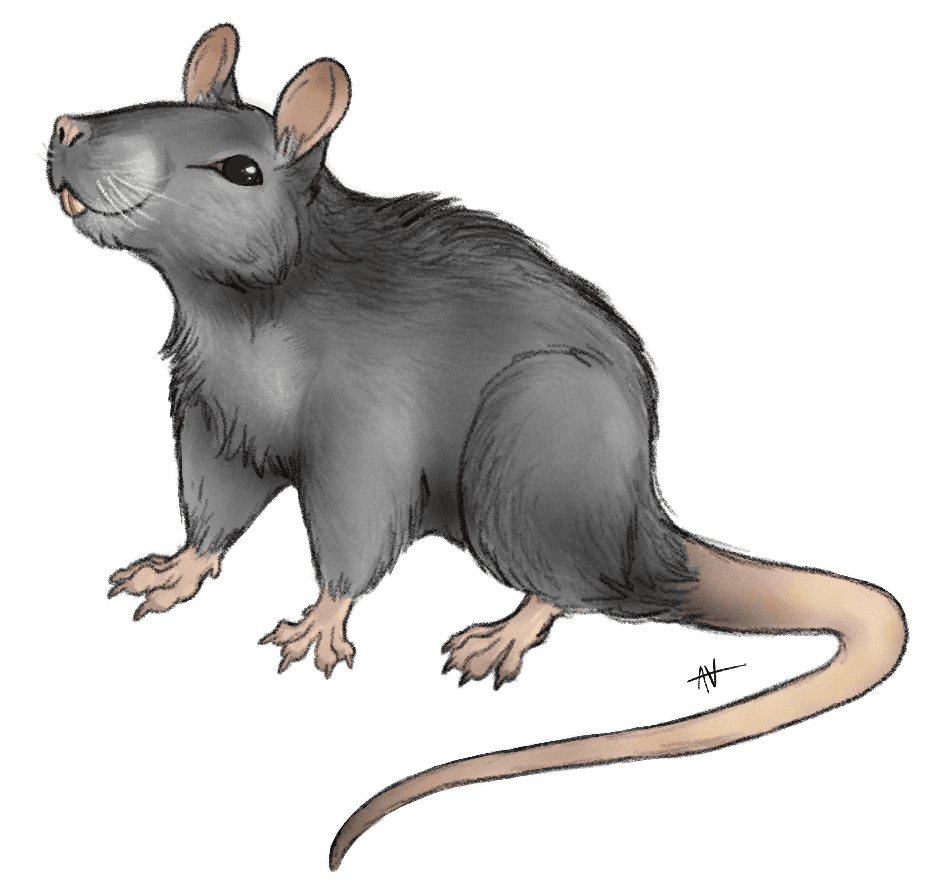 Fuzzy rat by narcixus fur affinity dot clipart clip art