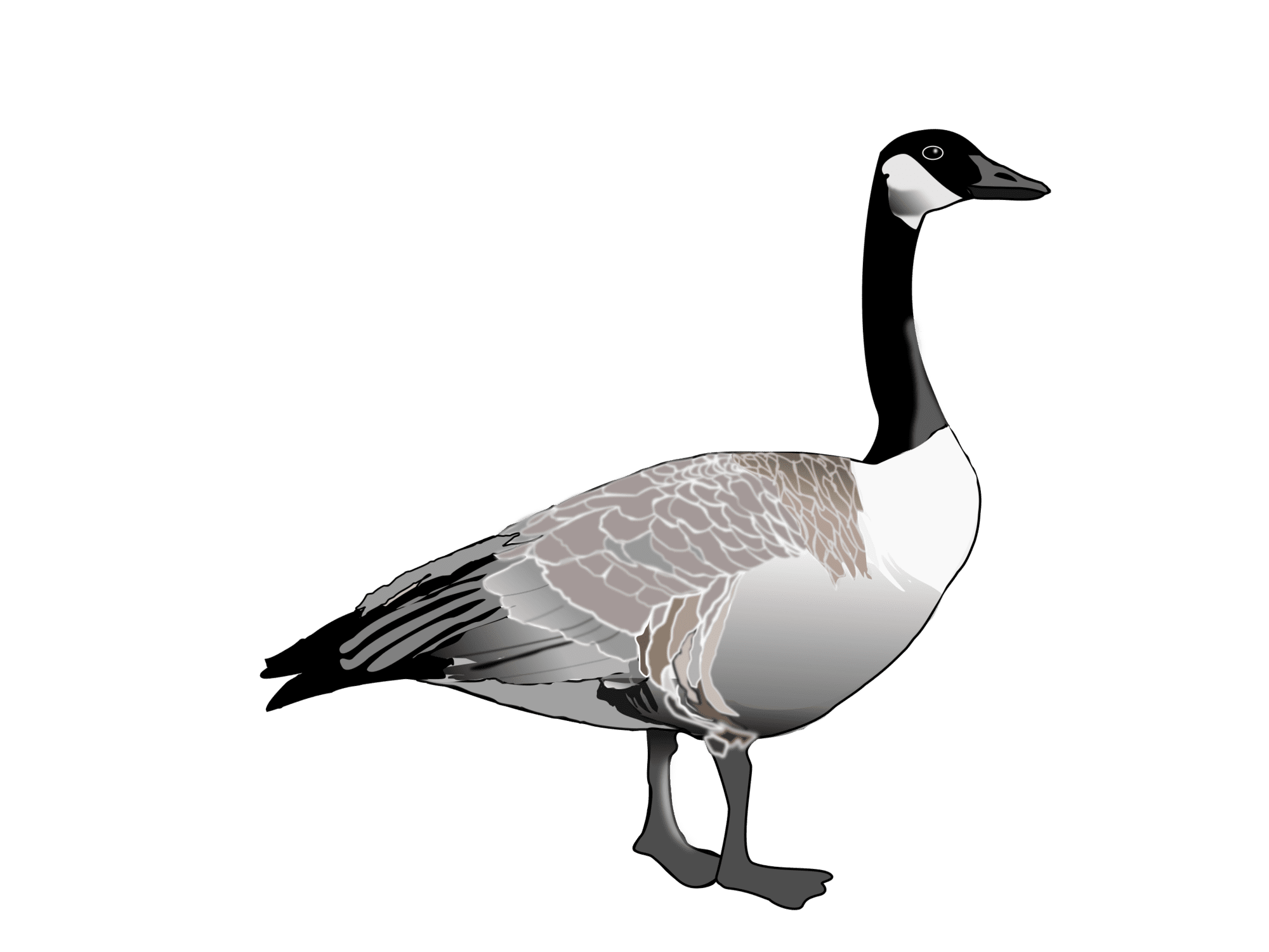 Goose image size clipart