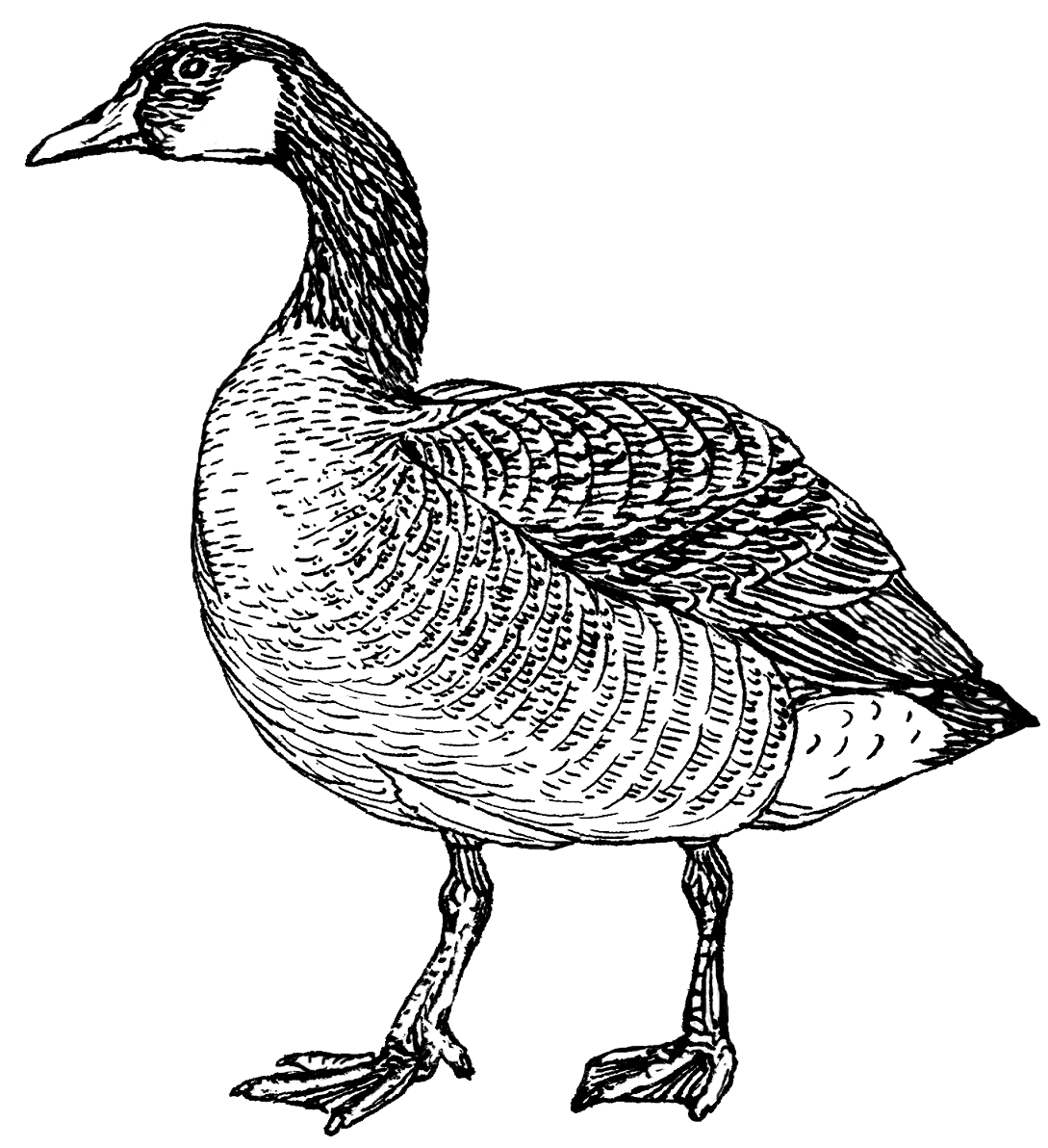 Goose psf commons clipart free