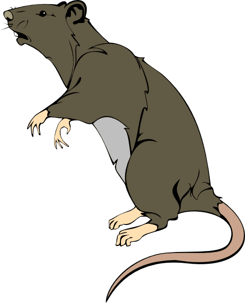 Grey greedy rat clipart vector