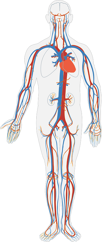 Human body clipart image