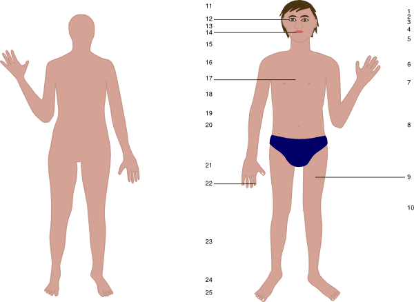 Human body clipart vector line
