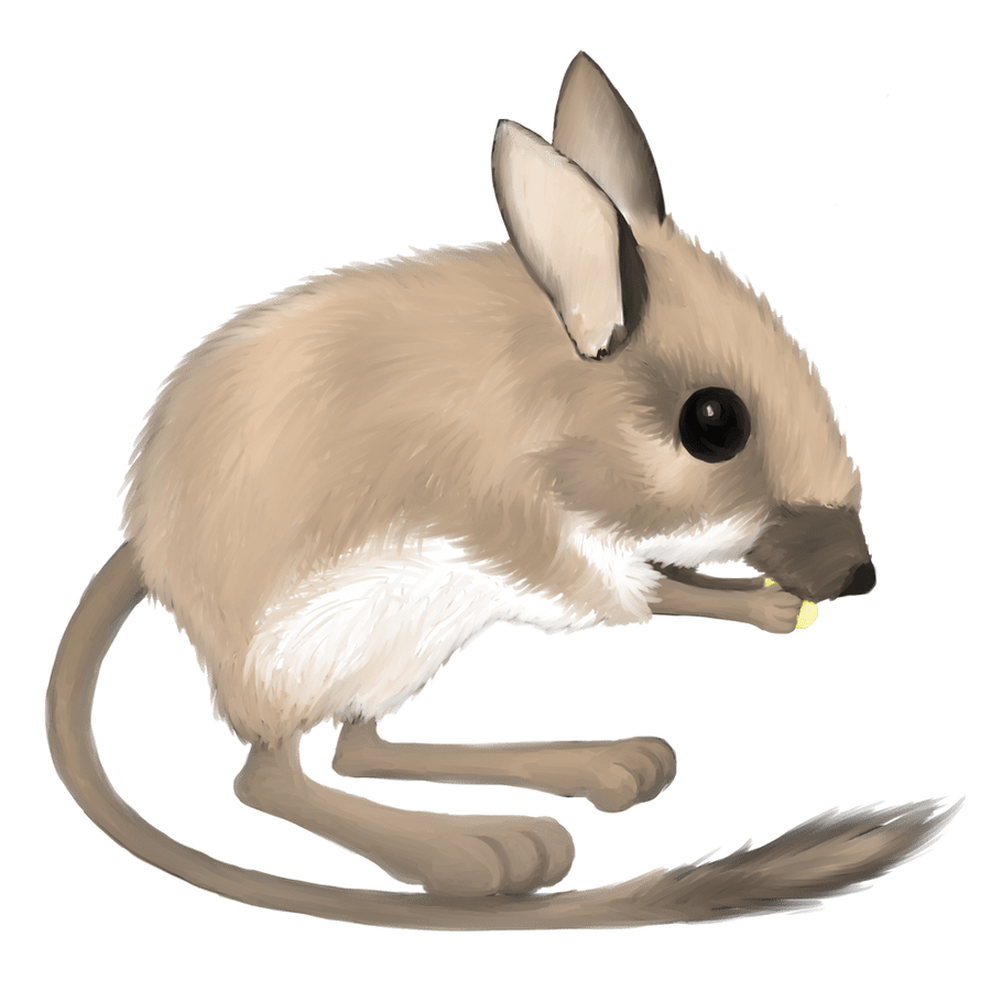 Kangaroo rat by lusta clipart clip art