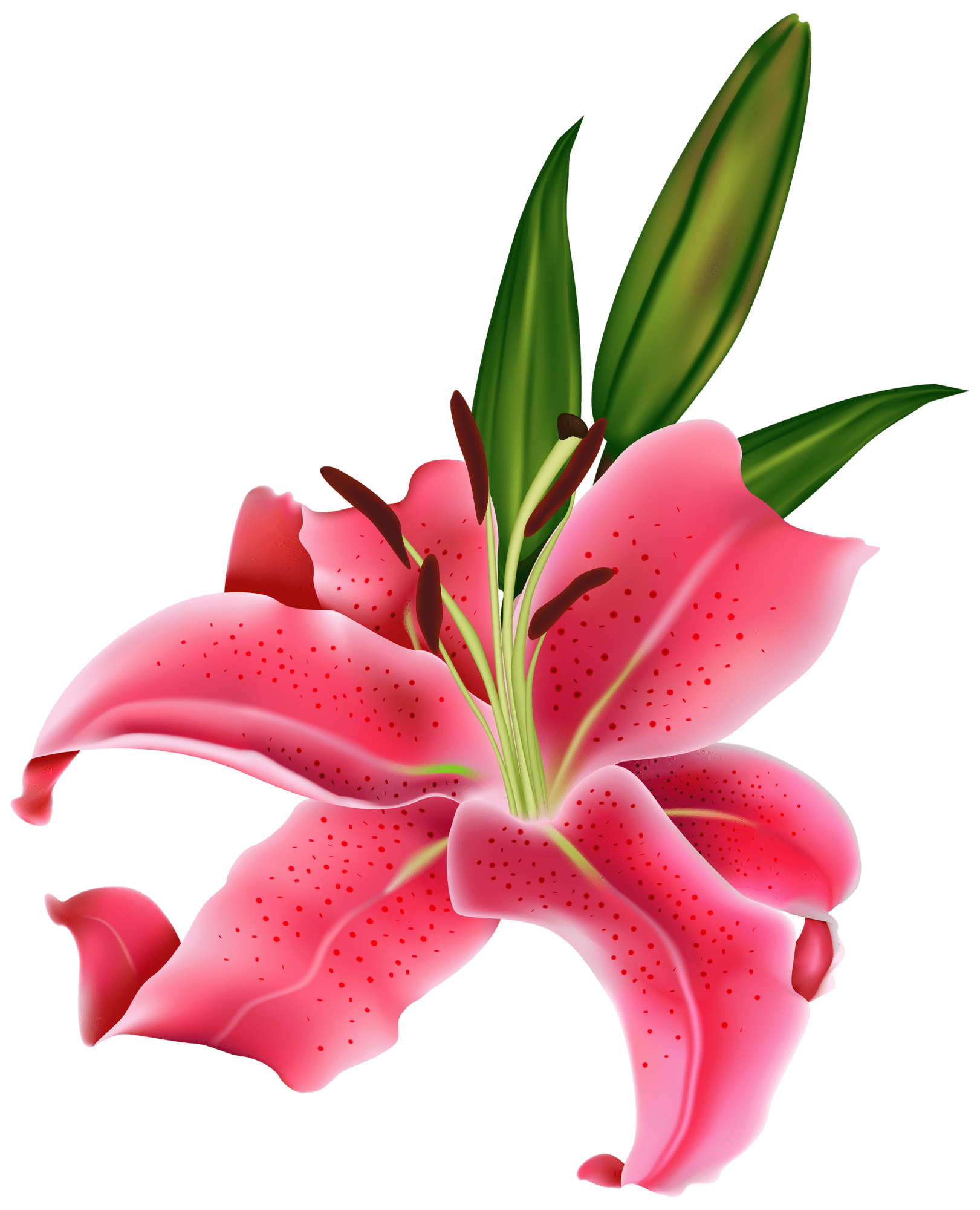 Lily pink flower clipart best photo