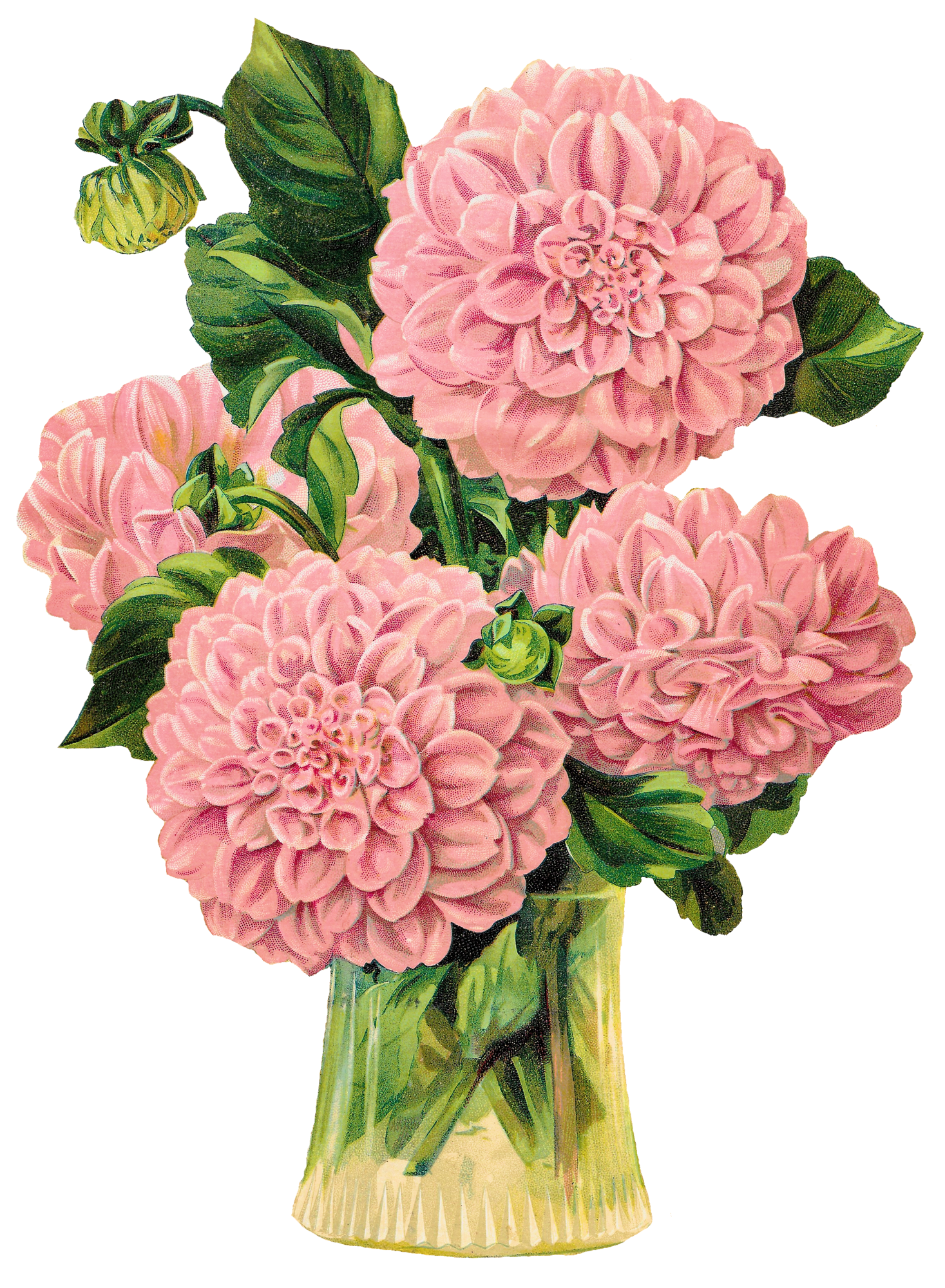 Pink flower antique images chrysanthemum vase victorian clipart