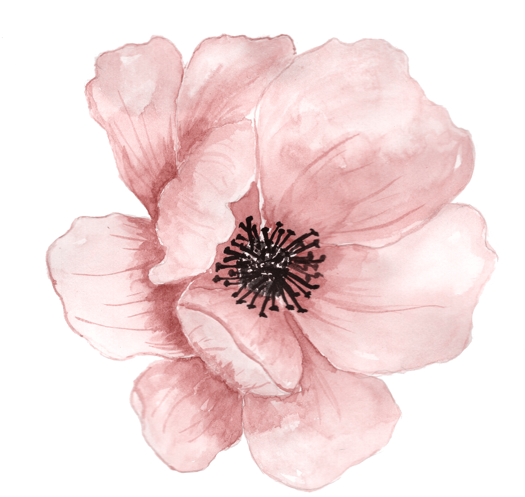 Pink flower clipart hand painted flowers background
