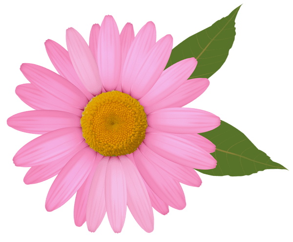 Pink flower daisy clipart image