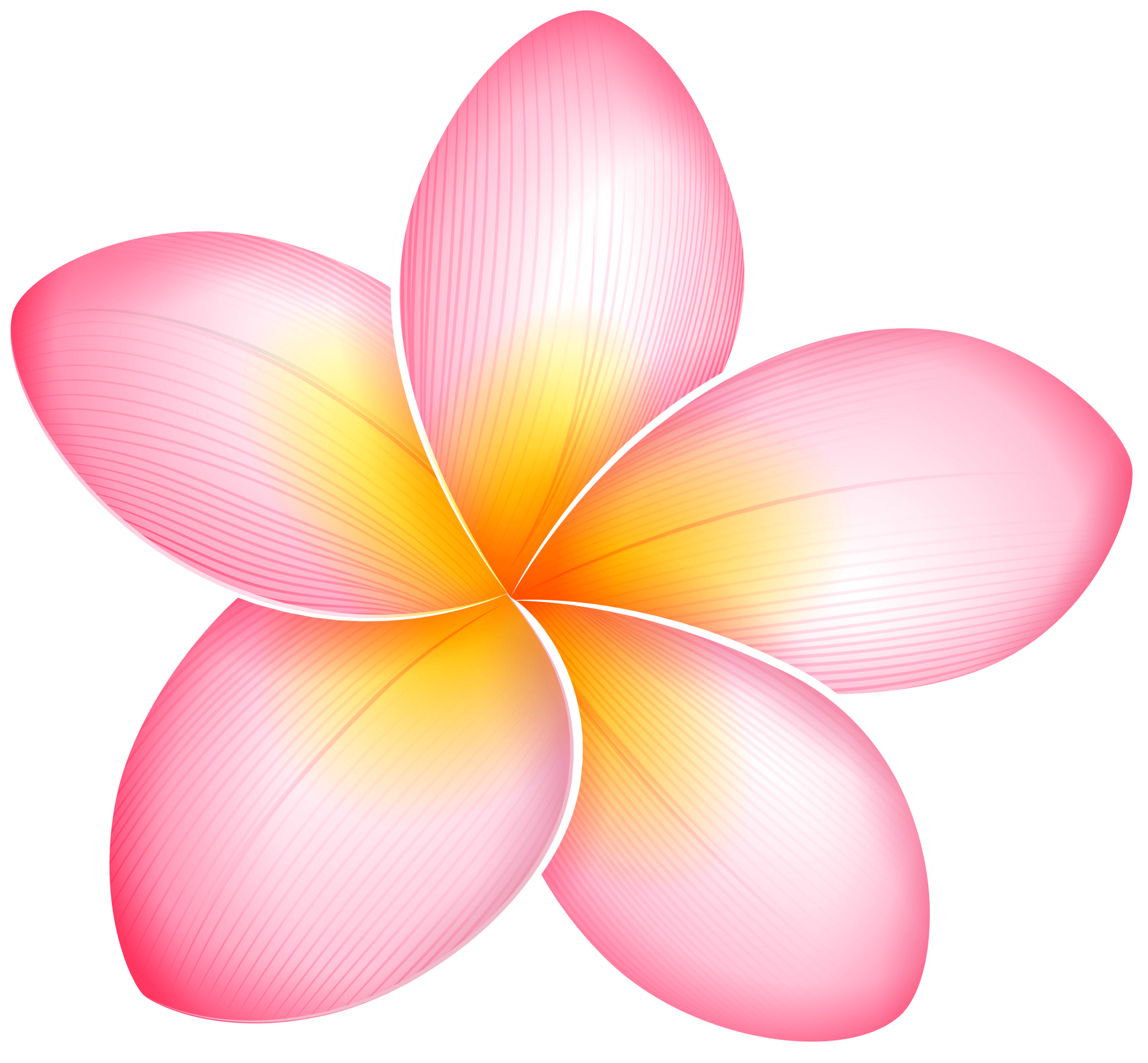 Pink flower exotic clipart best background