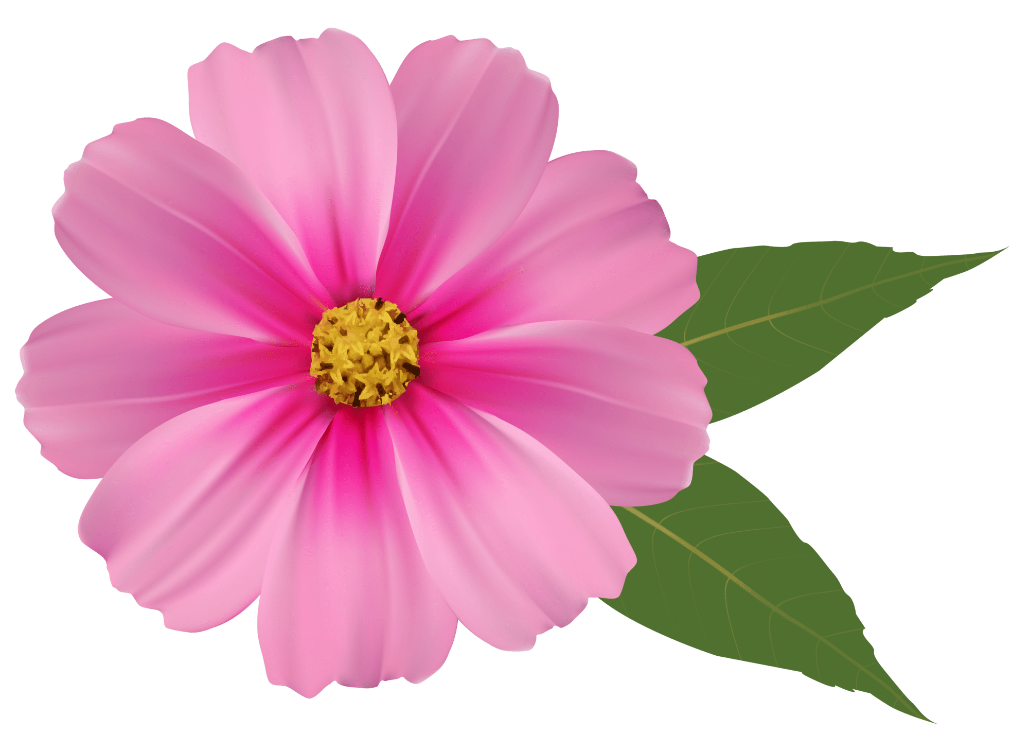 Pink flower image clipart high